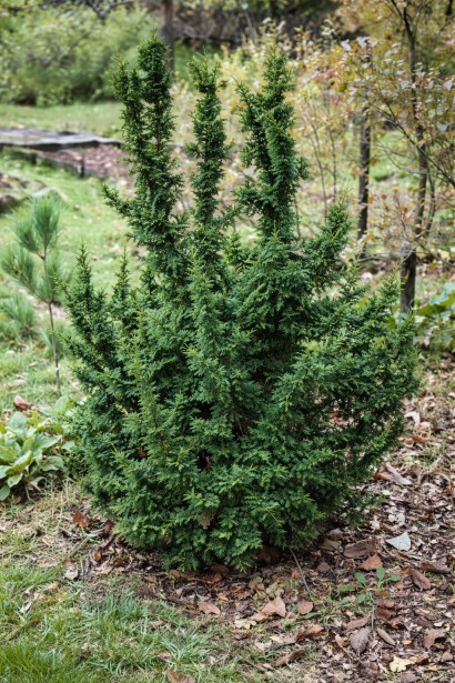 Туя західна Малоніана Холуб